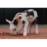 Saints Ponder Getting Rid of Swine, Instead Unveil