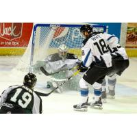 Steelheads Weekly