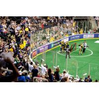 GEORGIA SWARM ANNOUNCE THEME NIGHTS FOR 2017-18 SEASON