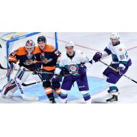 Solar Bears Newsletter Presented by Fairwinds Credit Union
