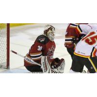 Tucson Roadrunners Goaltender Hunter Miska