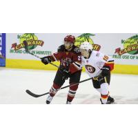 Tucson Roadrunners battle the Stockton Heat