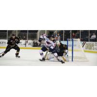 South Carolina Stingrays Forward Jake Kamrass controls the puck in front of the Atlanta Gladiators net