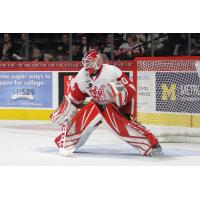Grand Rapids Griffins Goaltender Tom McCollum in net