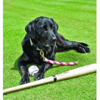 Greensboro Grasshoppers bat dog Miss Babe Ruth