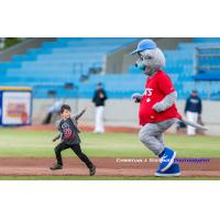 Harvey the HarbourCat and another contestant in the mascot race