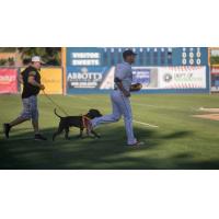 Walla Walla Sweets jog onto the field