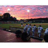 A Cowlitz Black Bears game