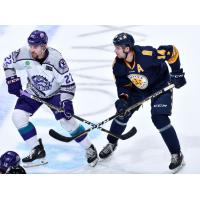 Orlando Solar Bears forward Brady Shaw and Norfolk Admirals forward Darik Angeli