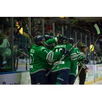 Florida Everblades celebrate a goal
