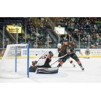 Florida Everblades forward John McCarron scores against the Greenville Swamp Rabbits