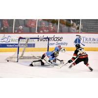 Allen Americans goaltender C.J. Motte