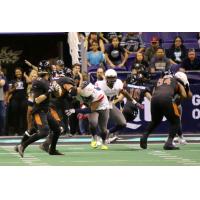 Arizona Rattlers quarterback Jeff Ziemba drops back to pass vs. the Sioux Falls Storm