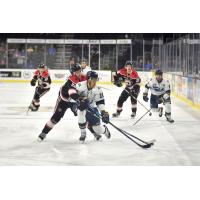 Sioux Falls Stampede forward Andre Lee handles the puck against the Waterloo Black Hawks