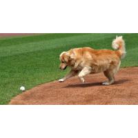 Boomer, bat dog of the York Revolution