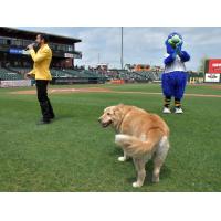 Boomer, bat dog of the York Revolution