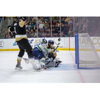 Florida Everblades battle the Newfoundland Growlers