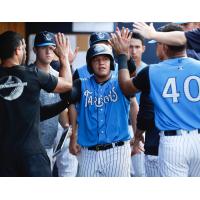 Jason Lopez receives congratulations in the Tampa Tarpons dugout