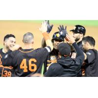 Long Island Ducks celebrate a walk-off win