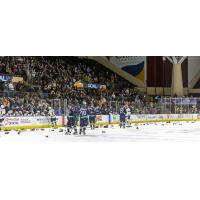 Maine Mariners Teddy Bear Toss