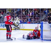 Newfoundland Growlers celebrate a goal against the Brampton Beast