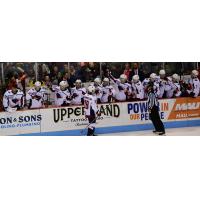 Andrew Cherniwchan along the South Carolina Stingrays bench