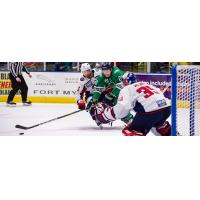 South Carolina Stingrays goaltender Parker Milner readies for a shot from the Florida Everblades
