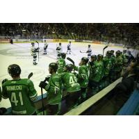 Florida Everblades bench watches the action against the Jacksonville IceMen