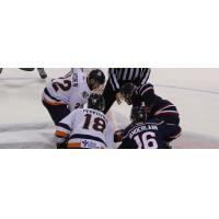 South Carolina Stingrays face off with the Greenville Swamp Rabbits