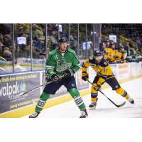 Florida Everblades forward Cam Maclise