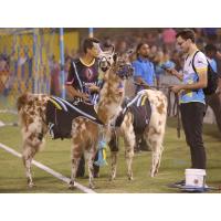 Las Vegas Lights FC Great American Llama Derby