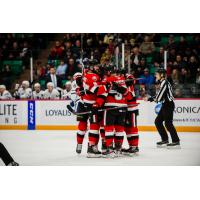 Belleville Senators celebrate a goal