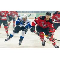 Saint John Sea Dogs left wing Charles Savoie vs. the Drummondville Voltigeurs
