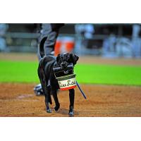 Greensboro Grasshoppers bat dog Miss Lou Lou Gehrig