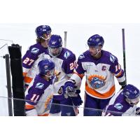 Orlando Solar Bears along the bench