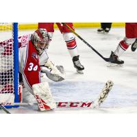 Allen Americans goaltender Jake Paterson