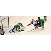 South Carolina Stingrays forwward Dylan Steman takes a shot against the Florida Everblades