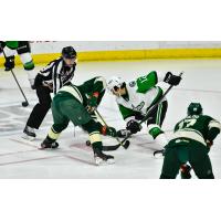 Texas Stars vs. the Iowa Wild