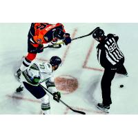 Greenville Swamp Rabbits forward Matt Wedman (top) faces off with the Florida Everblades