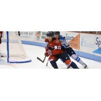 South Carolina Stingrays defenseman Max Gottlieb vs. the Jacksonville Icemen
