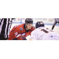 South Carolina Stingrays forward Cameron Askew