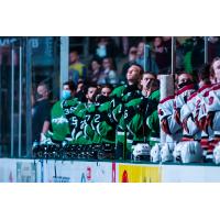Texas Stars on the bench