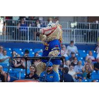 High Point Rockers mascot HYPE