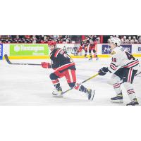 Grand Rapids Griffins left wing Max Humitz