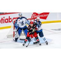 Grand Rapids Griffins right wing Dominik Shine set up vs. the Manitoba Moose