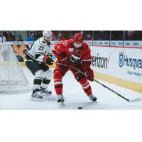 Forward Mitchell Heard with the Charlotte Checkers