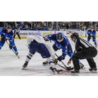 Jacksonville IceMen face off with the Greenville Swamp Rabbits