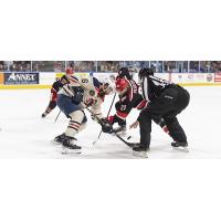 Grand Rapids Griffins face off with the Milwaukee Admirals