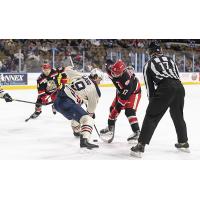 Grand Rapids Griffins face off with the Milwaukee Admirals