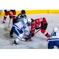 Belleville Senators face off with the Toronto Marlies